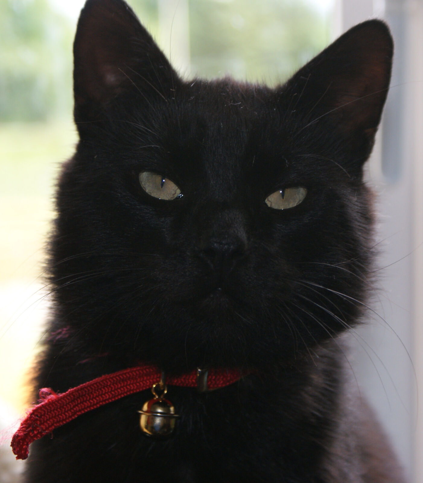 Fou the original crazy cat!