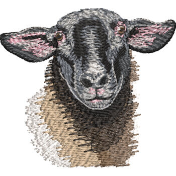 Suffolk Sheep Chest Thumbnail