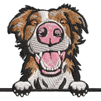 Border Collie Thumbnail