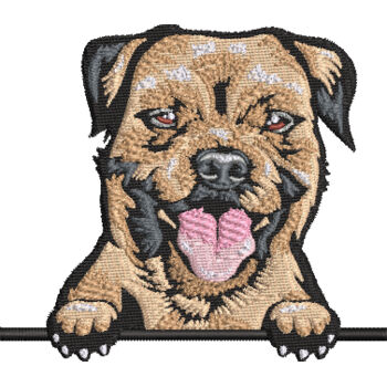 Border Terrier Thumbnail