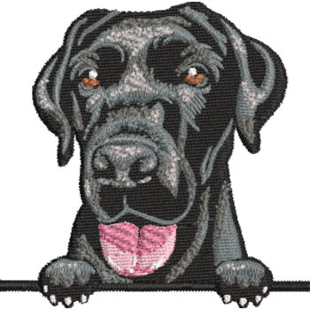 Black Labrador Thumbnail